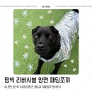 멍스타일 | [내돈내산] 멍빅 양면 패딩조끼 후기, 중대형견 패딩조끼