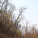 우면산3-27 이미지