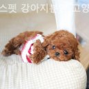 아담스펫 강아지분양 고양이분양 인천본점 네이버블로그