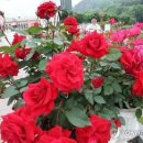 장미세탁 이미지