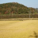 대전 서구 평촌동의 가을들판 이미지