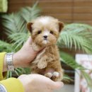 미니펫 강아지분양 고양이분양 강남점 이미지