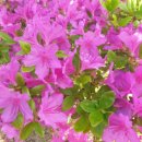 양구조은펜션 이미지