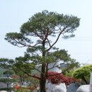 좋은소나무 이미지