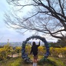 삼일로-9 | 목포 유달산 봄꽃 실시간 상황 ㅣ 벚꽃 수선화 개나리 개화, 봄축제 주차 정보