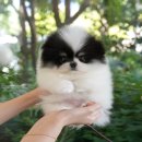 인천 강아지분양 고양이분양 미유펫 이미지