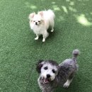 공주네 펫시터 이미지