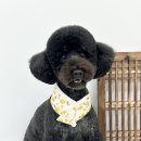 몽몽하개 이미지