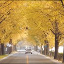 은행나무길 이미지