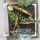 탄화 - 강남구 | 모스데이 MOSSDAY 도마뱀사육장 필수템 | 도마뱀용품 탄화코르크 백스크린 솔직후기