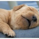 개구쟁이 애견 이미지