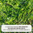 군산오징어점점 이미지