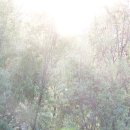 순채네집 | 행화촌(杏花村)을 꿈꾸는 순천 빙월정(氷月亭)