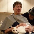 고양이미용실 이미지