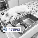 태전동물병원 이미지