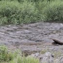 휴가철에 가볼만한곳&#34; 고랑포 호로고루 해바라기축제&#34;-파주 적성 양산박 한우마을 이미지