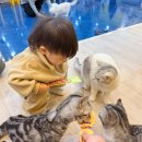 아이캣 | 전주 효자동 실내 데이트 코스 고양이 카페 아이캣유 아이랑 방문 후기