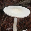 흰가시광대버섯 이미지