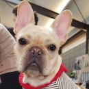 동물다방 이미지