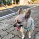 유얼도그