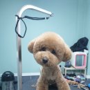 배츄네펫살롱 이미지