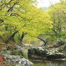 숲속작은개울 이미지