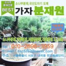 소나무화훼 이미지