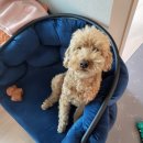 로라펫 하우스 이미지