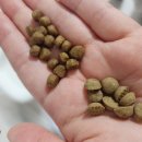 미뇽펫푸드 이미지