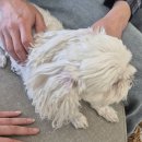 24시 숨 동물병원 | 제주시 24시 동물병원 &#39;숨동물의료센터&#39; 노령견 안전한 스케일링 후기