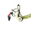 청성초교 | 귀 및 유돌의 구조와 기능