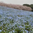 코키아빌딩 | 후쿠오카 우미노나카미치 해변공원 방문후기(1박2일 사진여행)