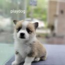 플레이독 이미지