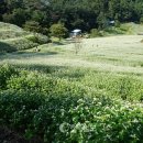 추정1리 이미지