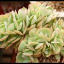 크로키아 이미지