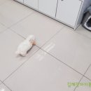 김해강아지분양두부네하루
