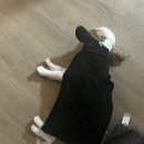 온레스트그루밍 이미지