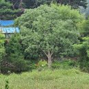 마을회관 앞 이미지