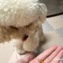 왈랄라 올데이 케어트릿 관절&amp;다이어트케어 후기, 강아지간식 추천 영양만점 훈련용간식