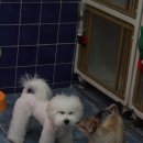 멜로디펫살롱 이미지