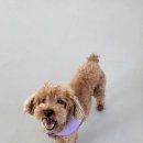 카르펫디엠 강아지유치원 이미지