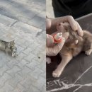 장 동물병원 이미지