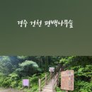경주 여행 건천 편백나무숲 편백숲내음길 주차 트레킹 최신 알짜 정보