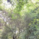제주 서귀포 곶자왈 환상숲 이미지