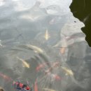 (주)빅브레이크게임즈 | 금산 추부 맛집 ❝장자터가든❞ 솔직후기 🐟