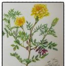 예쁜꽃그리기(보테니컬아트) 이미지