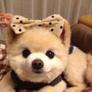 귀여운 강아지 네이버블로그