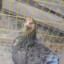 현성농장 이미지