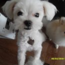 말티와 꼬꼬 이미지