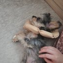 카라동물병원 이미지